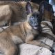 Purebred Belgian Malinois Puppies for Sale